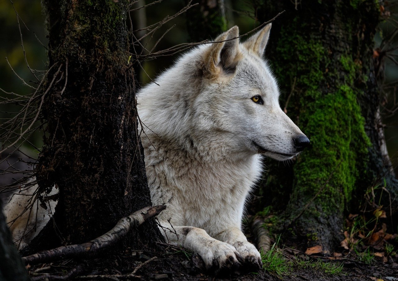 grey wolf, timber wolf, wolf-7589920.jpg