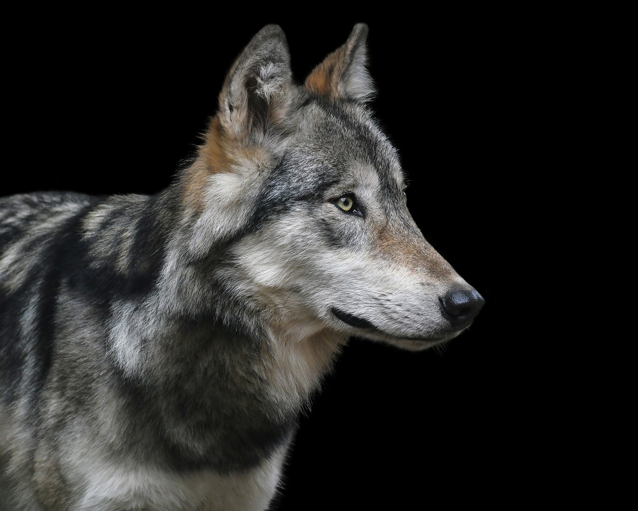 wolf, portrait, black background-3037059.jpg